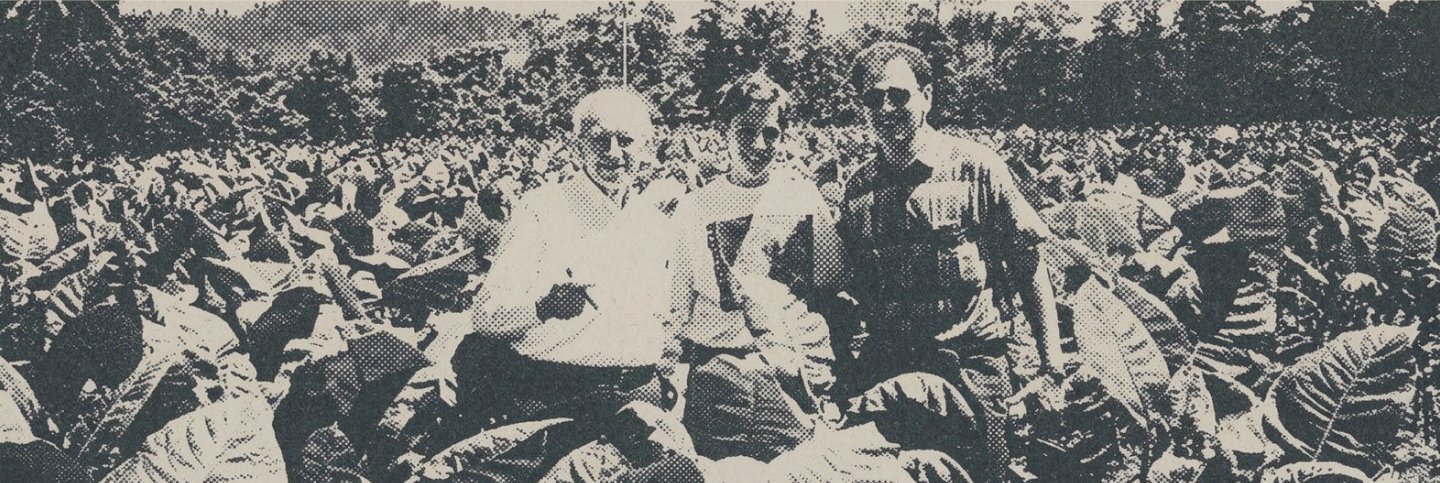Archive photo: three Newman family members standing in a tobacco field