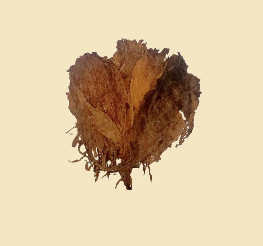 Tobacco leaf from Estelí, Nicaragua