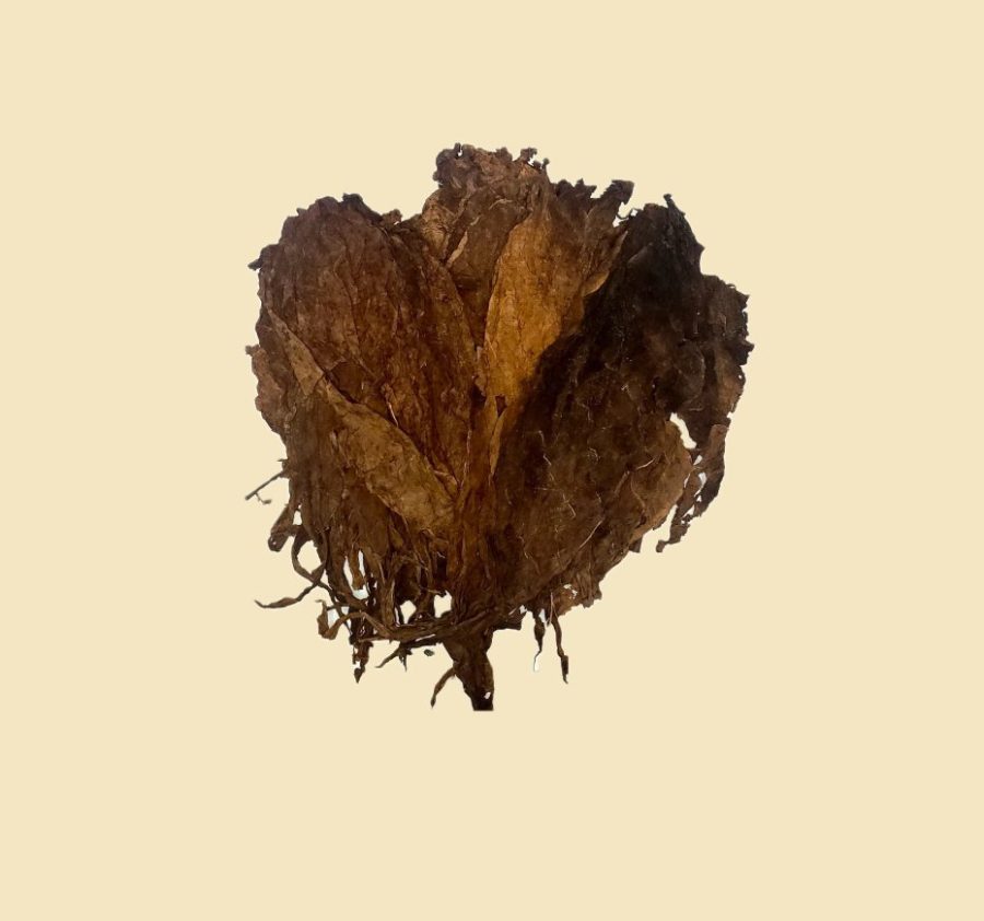 Tobacco leaf from Tampa, Florida
